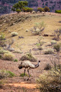 OB125 Emu, Flinders Ranges, South Australia